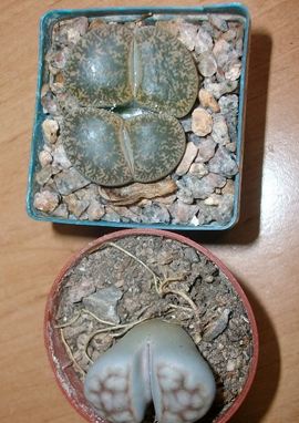 Lithops, Lebende Steine