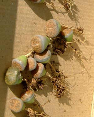 Lithops vermehren