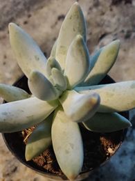 Pachyphytum bracteosum