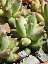 Pachyphytum compactum