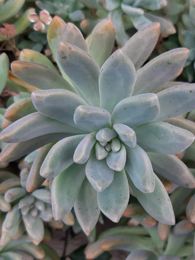 Pachyphytum hookeri