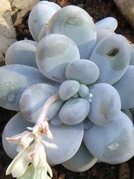 Pachyphytum oviferum