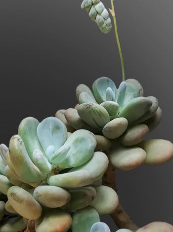 Pachyphytum oviferum