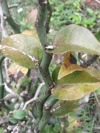 Euphorbia bracteata