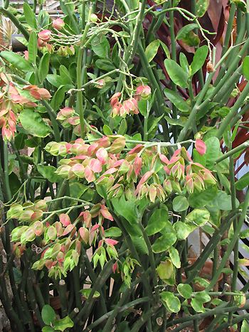 Euphorbia bracteata