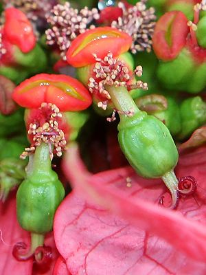 Euphorbia pulcherrima Blütenstand