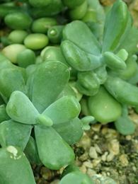 Sedum allantoides