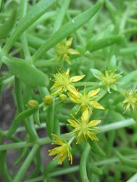 Sedum lineare