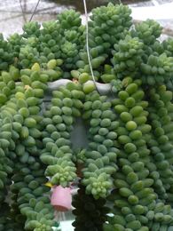 Sedum morganianum