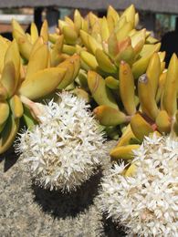 Sedum nussbaumerianum