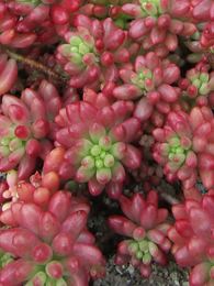 Sedum pachyphyllum