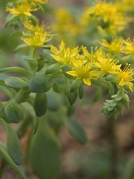 Sedum palmeri