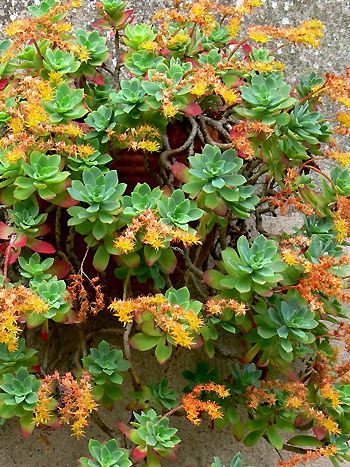 Sedum palmeri