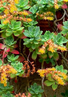 Sedum palmeri