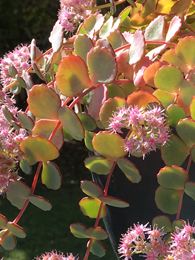 Sedum sieboldii