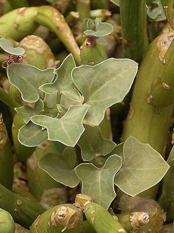 Senecio articulatus