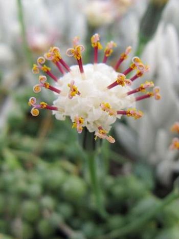 Senecio rowleyanus