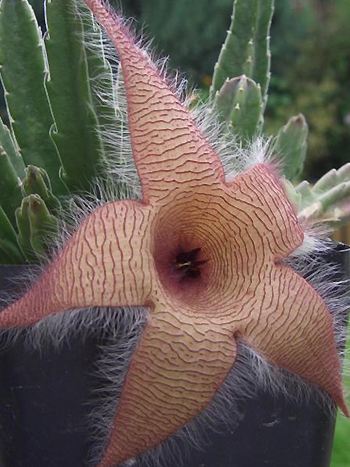 Stapelia