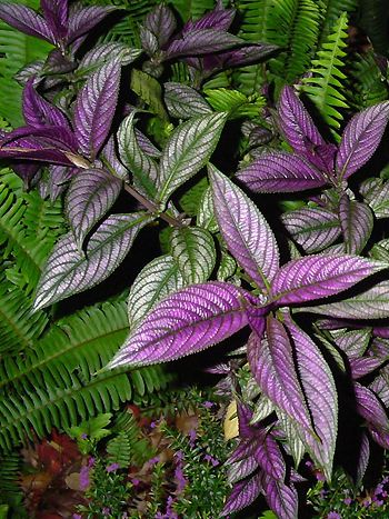 Strobilanthes dyeriana