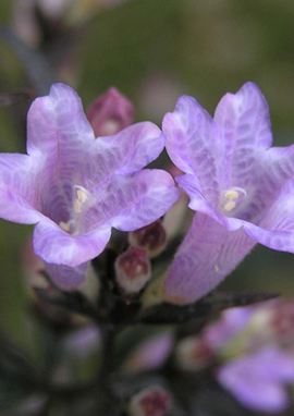 Strobilanthes anisophyllus