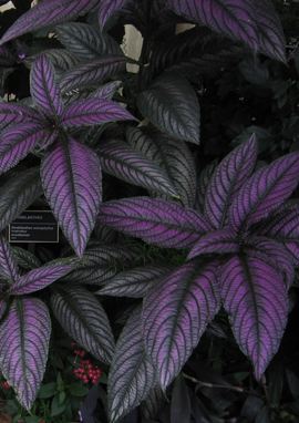 Strobilanthes dyeriana