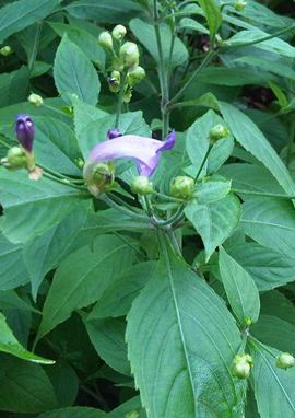 Strobilanthes atropurpureus