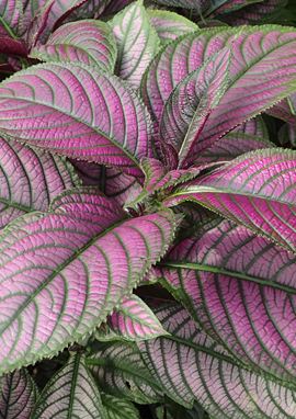 Strobilanthes dyeriana