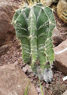 Astrophytum ornatum