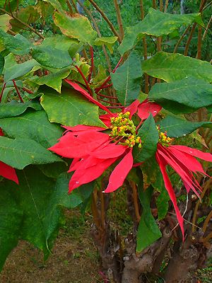 Euphorbia pulcherrima, Weihnachtsstern