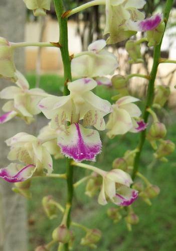 Aerides falcata