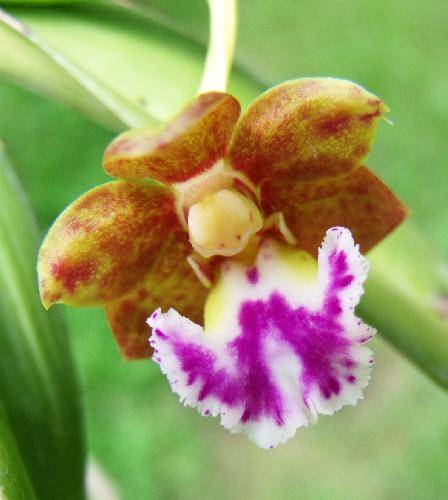 Aerides flabellata