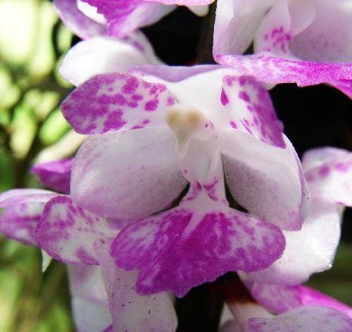 Aerides rosea