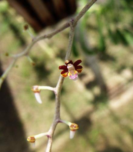 Aerides rosea