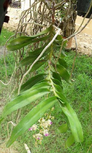 Aerides falcata