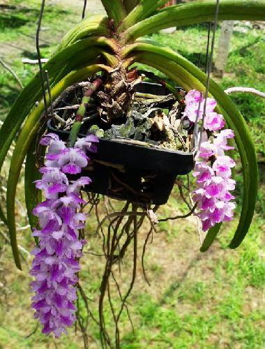 Aerides rosea