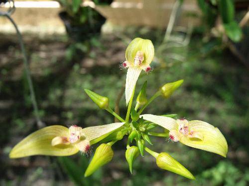 Bulbophyllum coelestis