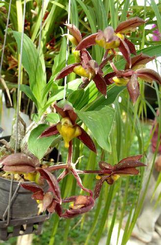 Catasetum tenebrosum