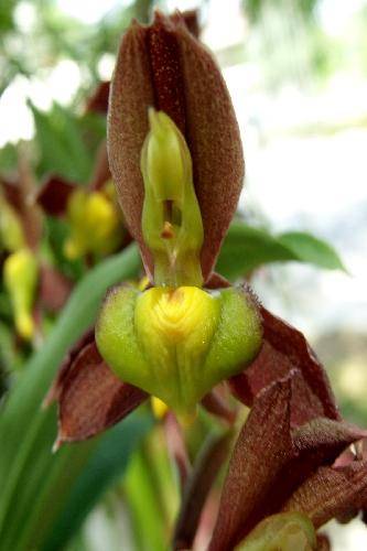 Catasetum tenebrosum