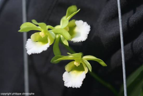 Vanda limbata
