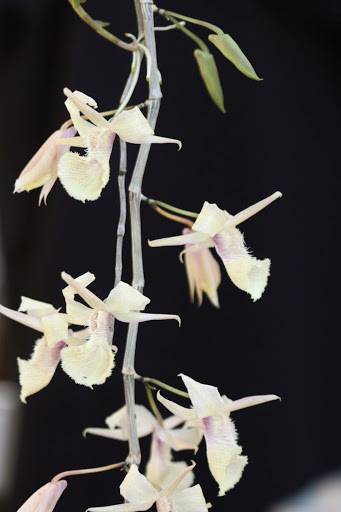 Dendrobium aphyllum