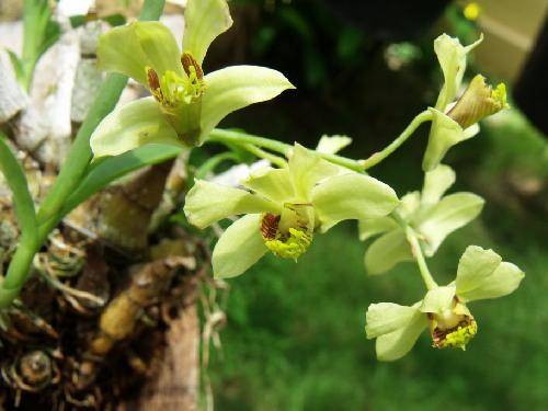 Dendrobium delacourii