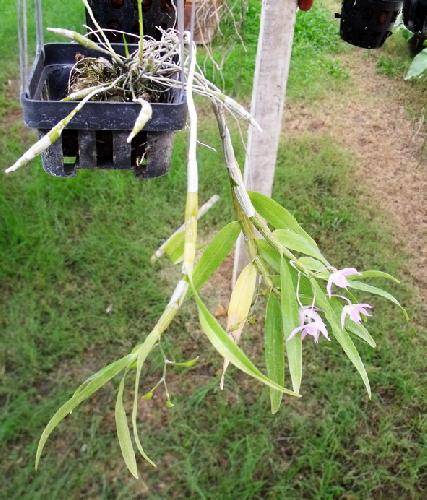 Dendrobium hercoglossum