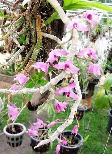 Dendrobium paishii