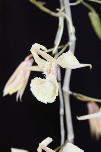 Dendrobium aphyllum