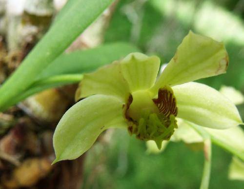 Dendrobium delacourii