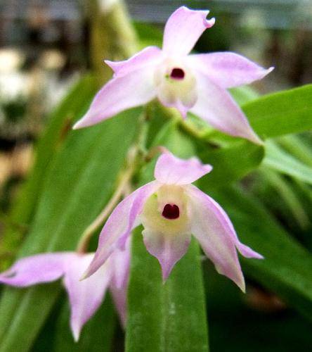 Dendrobium hercoglossum