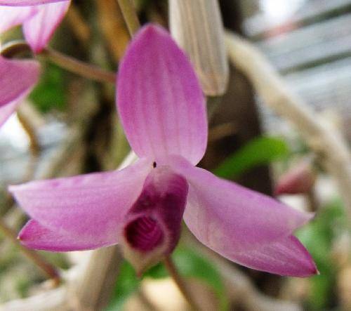 Dendrobium paishii