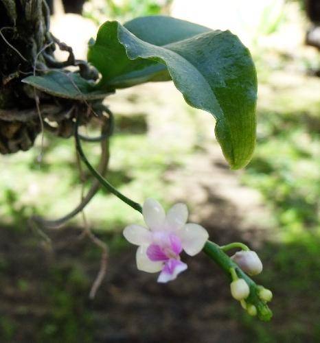 Rhyncostylis coelestis