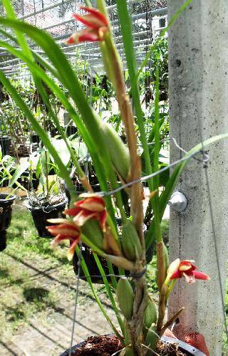 Aerides rosea