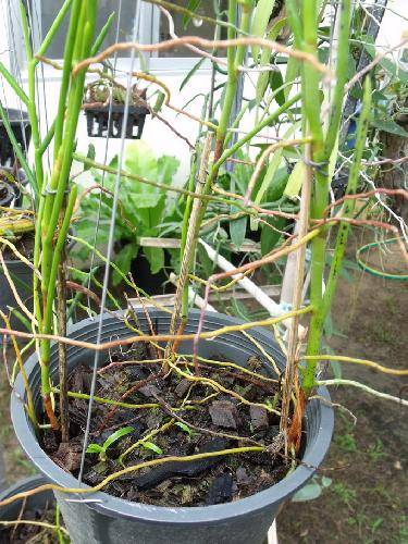Rhyncostylis coelestis